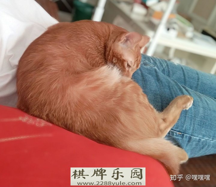 小猫总想上床怎么办可以关厕所里吗