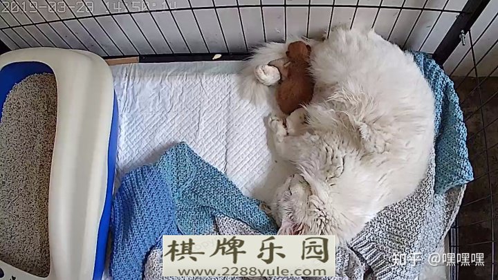 小猫总想上床怎么办可以关厕所里吗