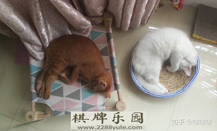 小猫总想上床怎么办可以关厕所里吗