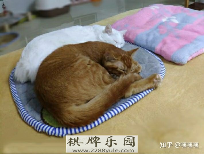 小猫总想上床怎么办可以关厕所里吗