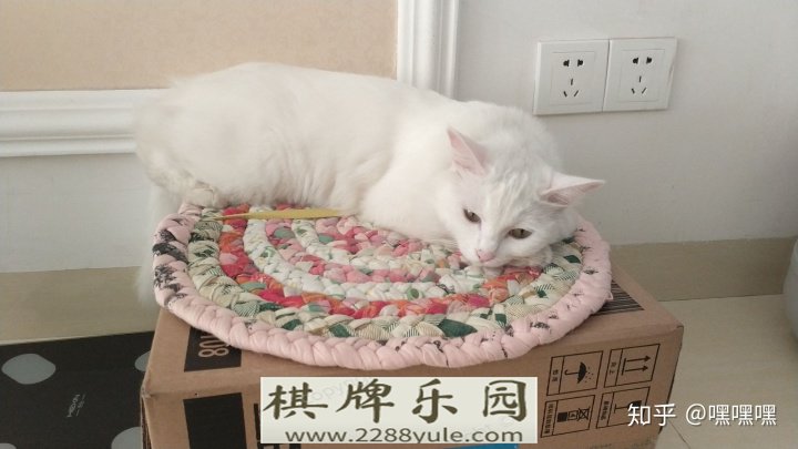 小猫总想上床怎么办可以关厕所里吗