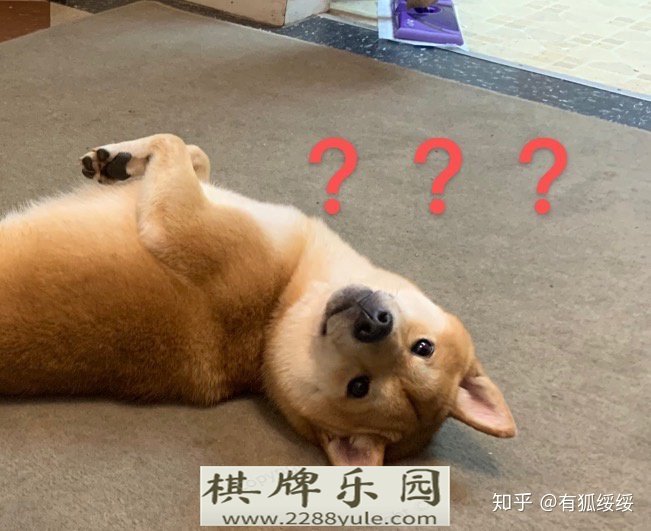 你们的柴犬都是花了多少钱买的如何买到纯种健