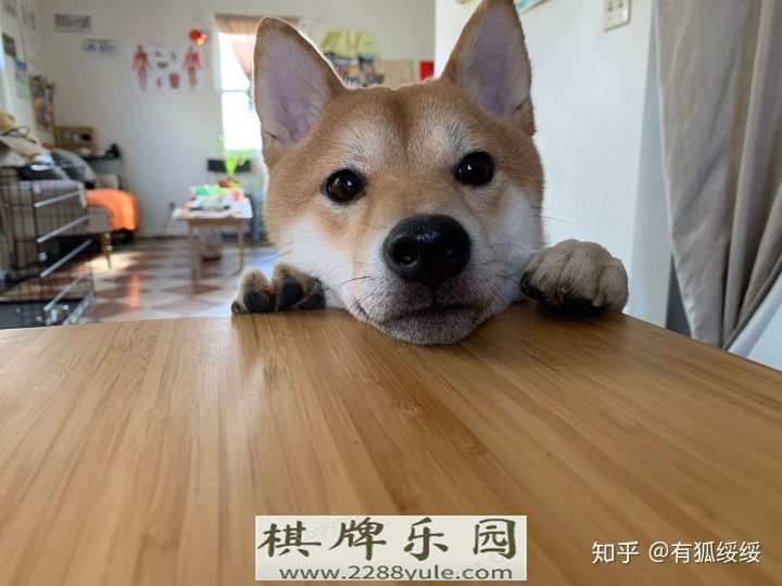 你们的柴犬都是花了多少钱买的如何买到纯种健